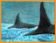 whales.jpg